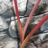 Kép 4/8 - Colocasia esculenta 'Hawaiian Punch'