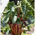 Kép 1/8 - Colocasia esculenta 'Hawaiian Punch'