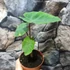 Kép 7/8 - Colocasia esculenta 'Hawaiian Punch'