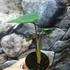 Kép 6/8 - Colocasia esculenta 'Hawaiian Punch'