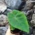 Kép 2/8 - Colocasia esculenta 'Hawaiian Punch'