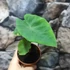 Kép 5/8 - Colocasia esculenta 'Hawaiian Punch'