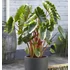 Kép 8/8 - Colocasia esculenta 'Hawaiian Punch'