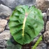 Kép 3/10 - Colocasia 'Redemption'
