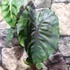 Kép 4/10 - Colocasia 'Redemption'