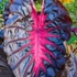 Kép 1/10 - Colocasia 'Redemption'