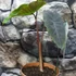 Kép 7/10 - Colocasia 'Redemption'