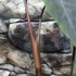 Kép 8/10 - Colocasia 'Redemption'