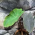 Kép 6/10 - Colocasia 'Redemption'