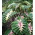 Kép 1/4 - Colocasia 'Madeira Star'