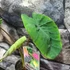 Kép 3/4 - Colocasia 'Madeira Star'