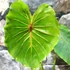 Kép 4/15 - Colocasia 'Pharaoh's Mask Red'