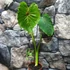 Kép 8/15 - Colocasia 'Pharaoh's Mask Red'