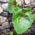 Kép 6/15 - Colocasia 'Pharaoh's Mask Red'