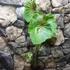 Kép 7/15 - Colocasia 'Pharaoh's Mask Red'