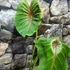 Kép 2/15 - Colocasia 'Pharaoh's Mask Red'