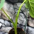 Kép 11/15 - Colocasia 'Pharaoh's Mask Red'