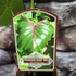 Kép 13/15 - Colocasia 'Pharaoh's Mask Red'
