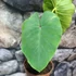 Kép 9/15 - Colocasia 'Pharaoh's Mask Red'