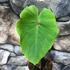 Kép 12/15 - Colocasia 'Pharaoh's Mask Red'