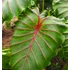 Kép 5/15 - Colocasia 'Pharaoh's Mask Red'