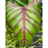 Kép 10/15 - Colocasia 'Pharaoh's Mask Red'