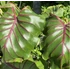 Kép 14/15 - Colocasia 'Pharaoh's Mask Red'