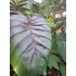 Kép 3/15 - Colocasia 'Pharaoh's Mask Red'