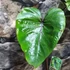 Kép 4/9 - Colocasia 'Pharaoh's Mask'