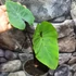 Kép 5/9 - Colocasia 'Pharaoh's Mask'