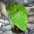 Kép 7/9 - Colocasia 'Pharaoh's Mask'