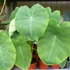 Kép 2/12 - Colocasia 'Jack's Giant' 