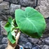 Kép 3/12 - Colocasia 'Jack's Giant' 