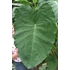 Kép 10/12 - Colocasia 'Jack's Giant' 