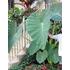 Kép 1/12 - Colocasia 'Jack's Giant' 