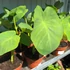 Kép 12/12 - Colocasia 'Jack's Giant' 