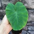 Kép 9/12 - Colocasia 'Jack's Giant' 
