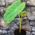 Kép 8/12 - Colocasia 'Jack's Giant' 