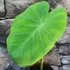 Kép 5/12 - Colocasia 'Jack's Giant' 