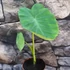 Kép 7/12 - Colocasia 'Jack's Giant' 