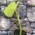 Kép 11/12 - Colocasia 'Jack's Giant' 
