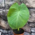 Kép 6/12 - Colocasia 'Jack's Giant' 