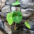 Kép 2/12 - Colocasia 'Violet Stem' 2-3 levéllel