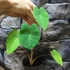 Kép 3/12 - Colocasia 'Violet Stem' 2-3 levéllel