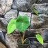 Kép 4/12 - Colocasia 'Violet Stem' 2-3 levéllel