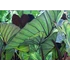 Kép 10/12 - Colocasia 'Violet Stem' 2-3 levéllel