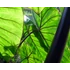 Kép 12/12 - Colocasia 'Violet Stem' 2-3 levéllel