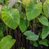 Kép 1/12 - Colocasia 'Violet Stem' 2-3 levéllel