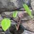 Kép 5/12 - Colocasia 'Violet Stem' 2-3 levéllel