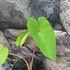 Kép 6/12 - Colocasia 'Violet Stem' 2-3 levéllel